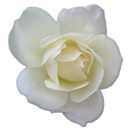 Rose White 2 icon